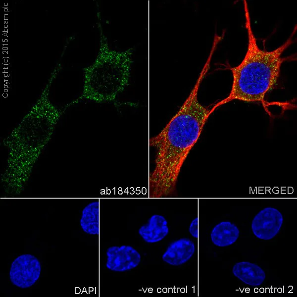Immunocytochemistry/ Immunofluorescence - Anti-MAP1A antibody [EPR18994] (AB184350)