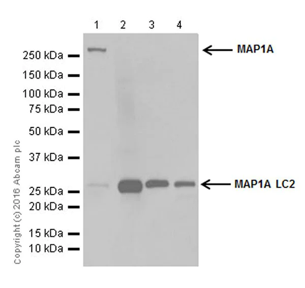 Western blot - Anti-MAP1A antibody [EPR18994] (AB184350)