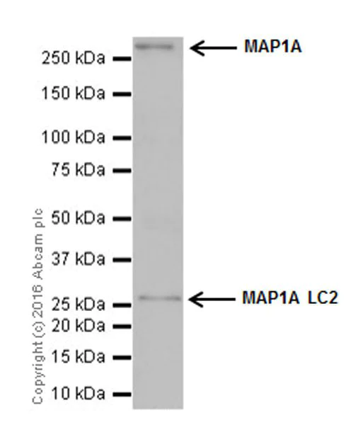 Western blot - Anti-MAP1A antibody [EPR18994] (AB184350)
