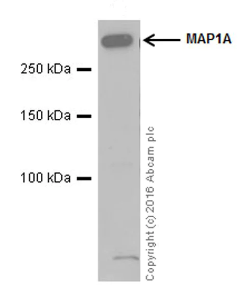 Western blot - Anti-MAP1A antibody [EPR18994] (AB184350)
