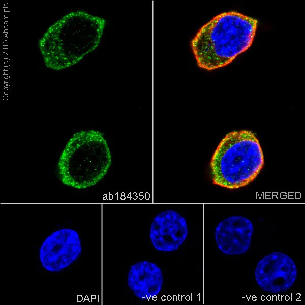 Immunocytochemistry/ Immunofluorescence - Anti-MAP1A antibody [EPR18994] - BSA and Azide free (AB223151)