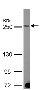 Western blot - Anti-MAP1B antibody (AB154333)