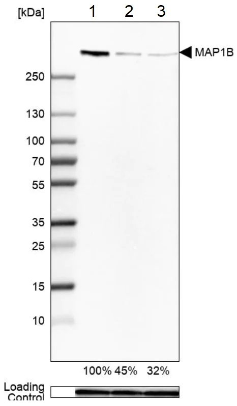 Western blot - Anti-MAP1B antibody (AB224115)