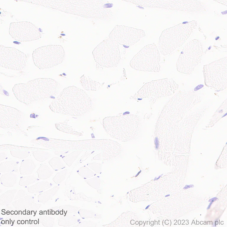 Immunohistochemistry (Formalin/PFA-fixed paraffin-embedded sections) - Anti-MAP1B antibody [EPR27224-93] (AB315226)