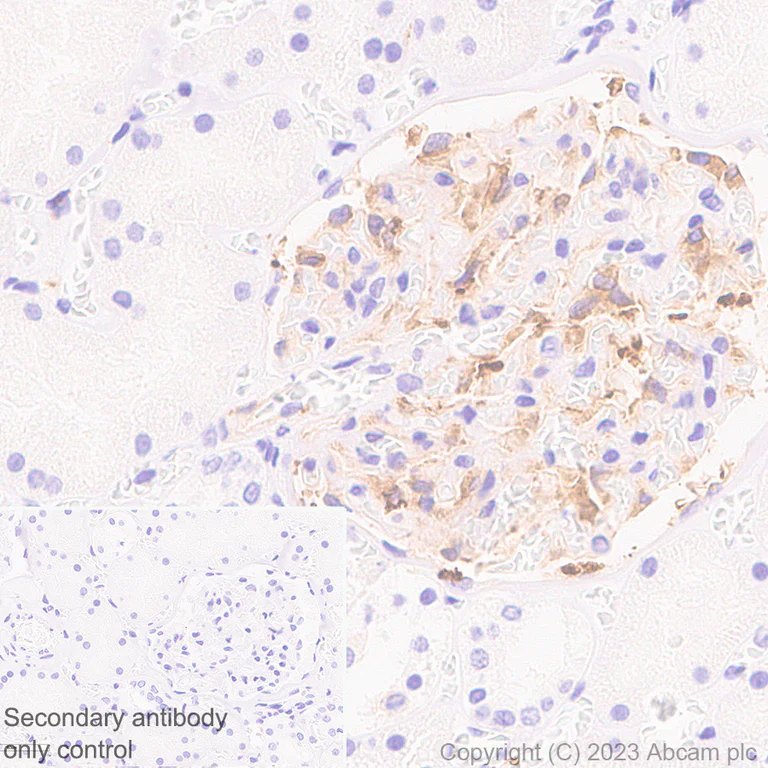 Immunohistochemistry (Formalin/PFA-fixed paraffin-embedded sections) - Anti-MAP1B antibody [EPR27224-93] - BSA and Azide free (AB315227)
