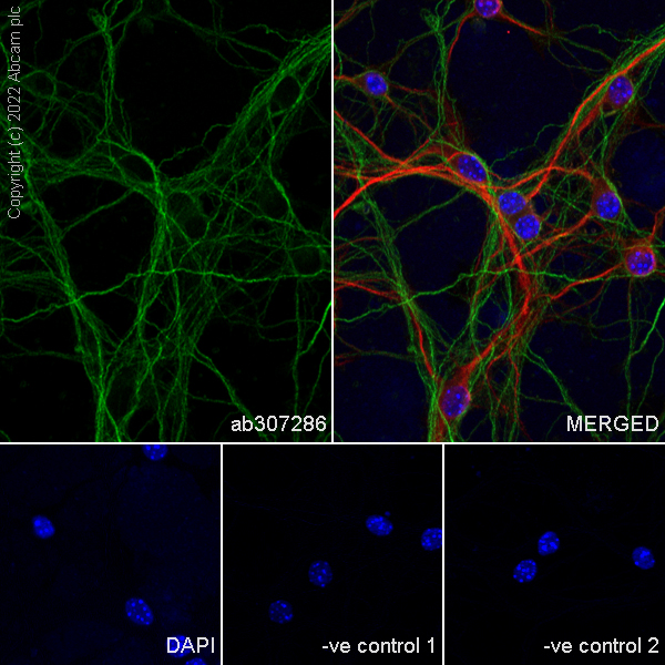 Immunocytochemistry/ Immunofluorescence - Anti-MAP1B antibody [EPR27225-25] - BSA and Azide free (ab307287), expandable thumbnail