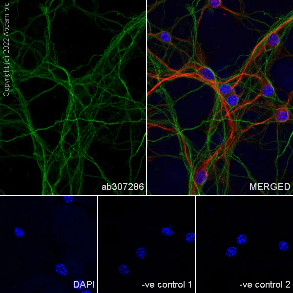 Immunocytochemistry/ Immunofluorescence - Anti-MAP1B antibody [EPR27225-25] - BSA and Azide free (AB307287)