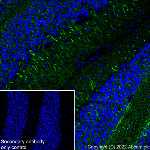 Immunohistochemistry (Frozen sections) - Anti-MAP1B antibody [EPR27225-25] - BSA and Azide free (ab307287), expandable thumbnail