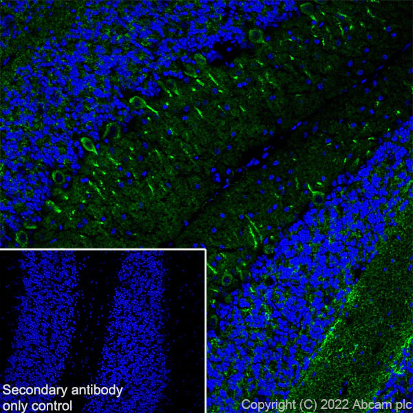 Immunohistochemistry (Frozen sections) - Anti-MAP1B antibody [EPR27225-25] - BSA and Azide free (AB307287)