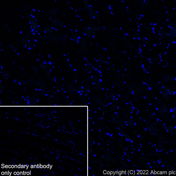 Immunohistochemistry (Frozen sections) - Anti-MAP1B antibody [EPR27225-25] - BSA and Azide free (ab307287), expandable thumbnail