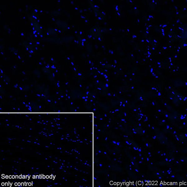 Immunohistochemistry (Frozen sections) - Anti-MAP1B antibody [EPR27225-25] - BSA and Azide free (AB307287)