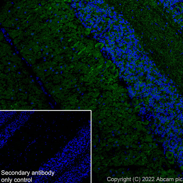 Immunohistochemistry (Frozen sections) - Anti-MAP1B antibody [EPR27225-25] - BSA and Azide free (ab307287), expandable thumbnail