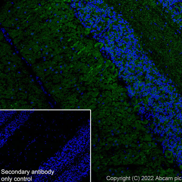 Immunohistochemistry (Frozen sections) - Anti-MAP1B antibody [EPR27225-25] - BSA and Azide free (AB307287)