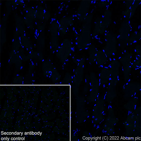 Immunohistochemistry (Frozen sections) - Anti-MAP1B antibody [EPR27225-25] - BSA and Azide free (ab307287), expandable thumbnail