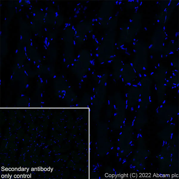 Immunohistochemistry (Frozen sections) - Anti-MAP1B antibody [EPR27225-25] - BSA and Azide free (AB307287)
