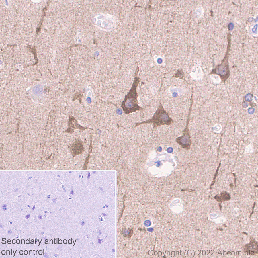 Immunohistochemistry - Anti-MAP1B antibody [EPR27225-25] - BSA and Azide free (ab307287), expandable thumbnail