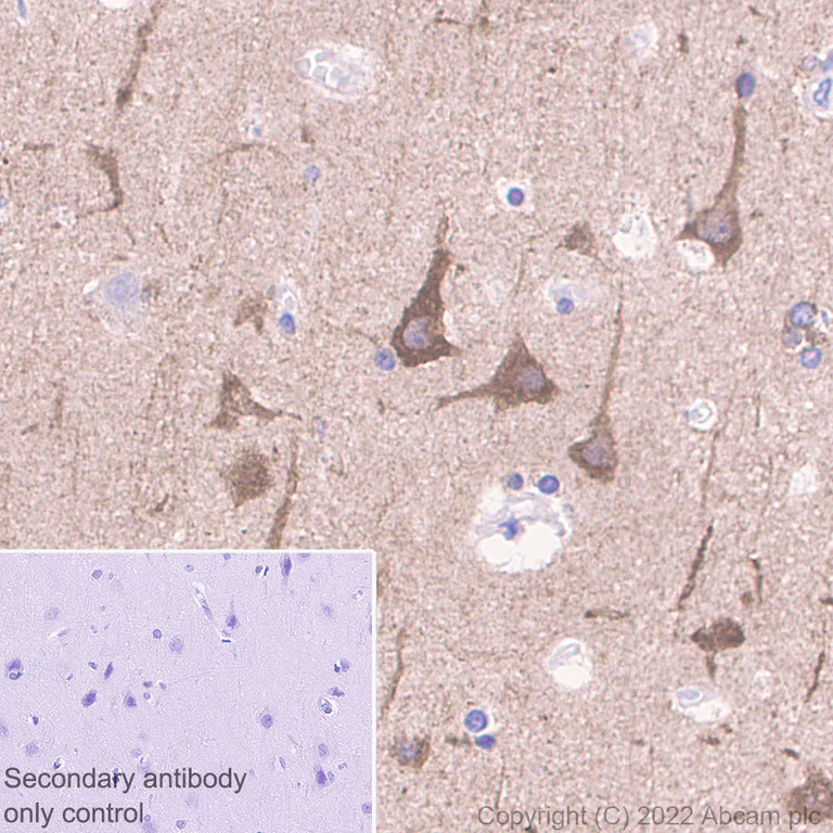 Immunohistochemistry - Anti-MAP1B antibody [EPR27225-25] - BSA and Azide free (AB307287)