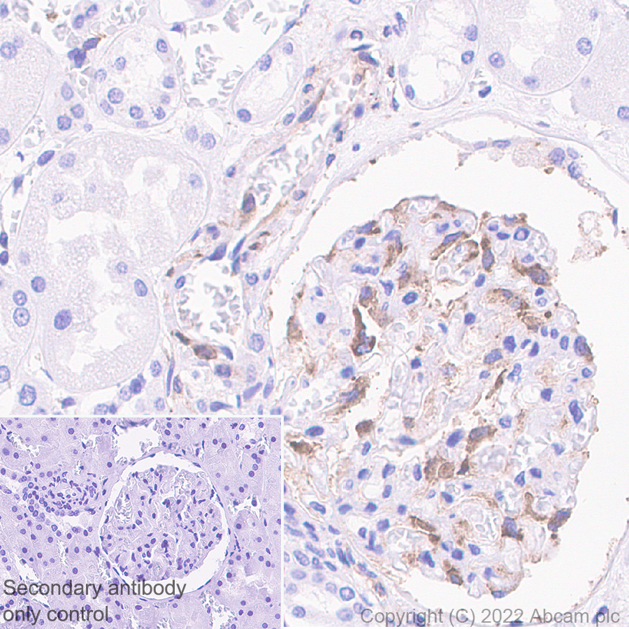 Immunohistochemistry - Anti-MAP1B antibody [EPR27225-25] - BSA and Azide free (AB307287), expandable thumbnail
