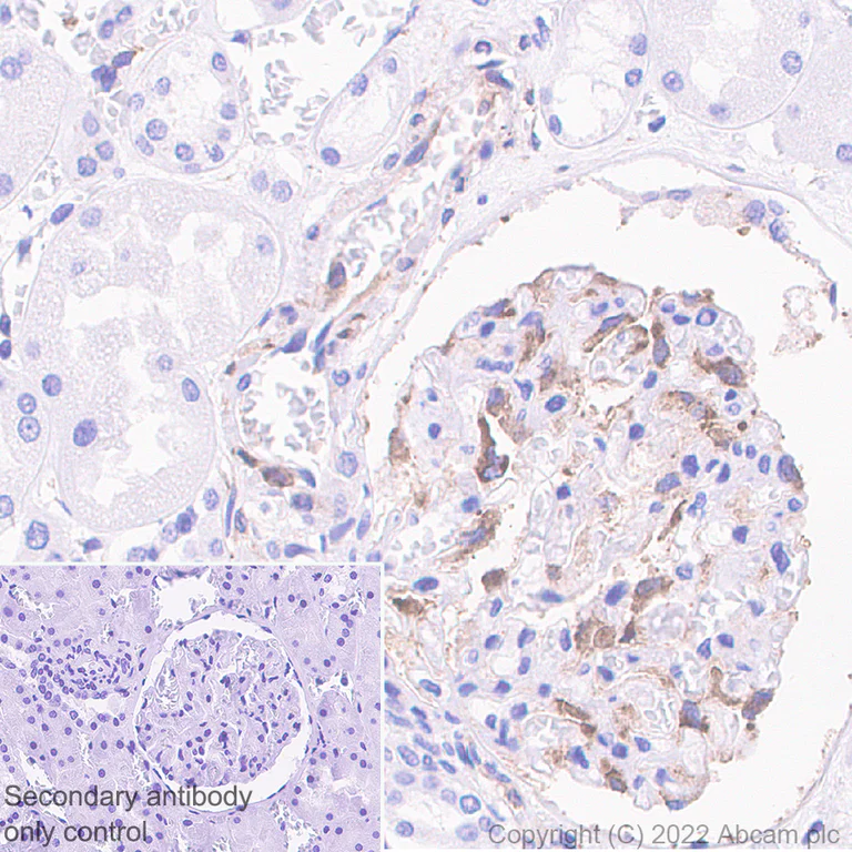 Immunohistochemistry - Anti-MAP1B antibody [EPR27225-25] - BSA and Azide free (AB307287)