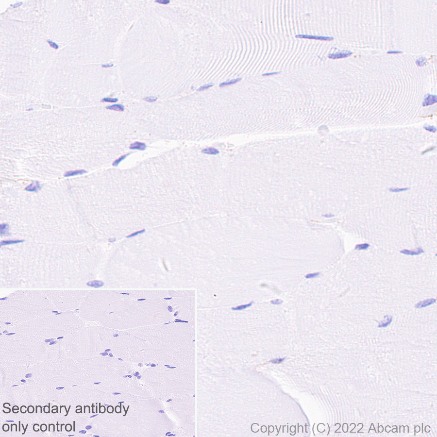 Immunohistochemistry - Anti-MAP1B antibody [EPR27225-25] - BSA and Azide free (ab307287), expandable thumbnail