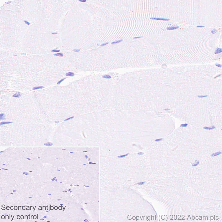 Immunohistochemistry - Anti-MAP1B antibody [EPR27225-25] - BSA and Azide free (AB307287)