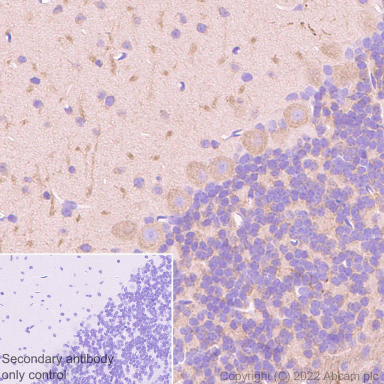 Immunohistochemistry - Anti-MAP1B antibody [EPR27225-25] - BSA and Azide free (AB307287)