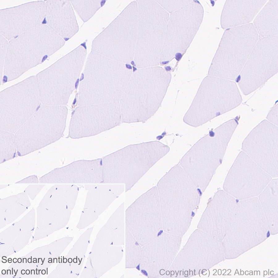 Immunohistochemistry - Anti-MAP1B antibody [EPR27225-25] - BSA and Azide free (ab307287), expandable thumbnail