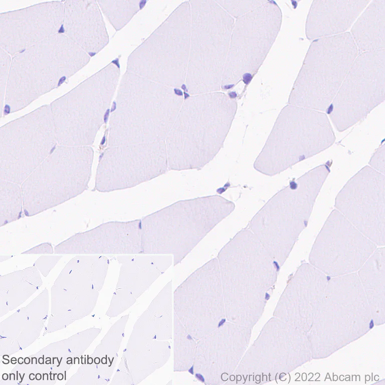Immunohistochemistry - Anti-MAP1B antibody [EPR27225-25] - BSA and Azide free (AB307287)