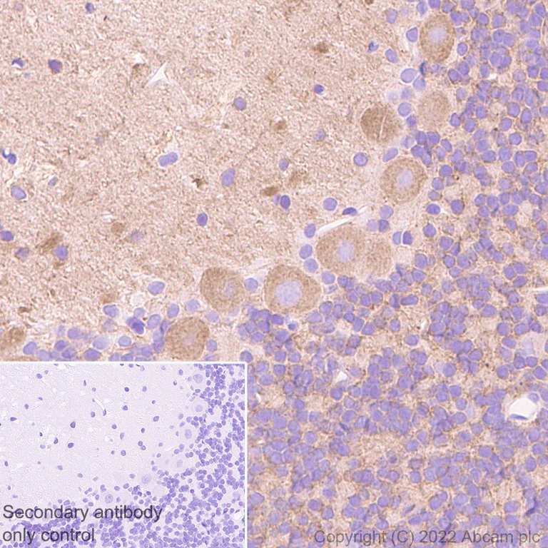 Immunohistochemistry - Anti-MAP1B antibody [EPR27225-25] - BSA and Azide free (AB307287)