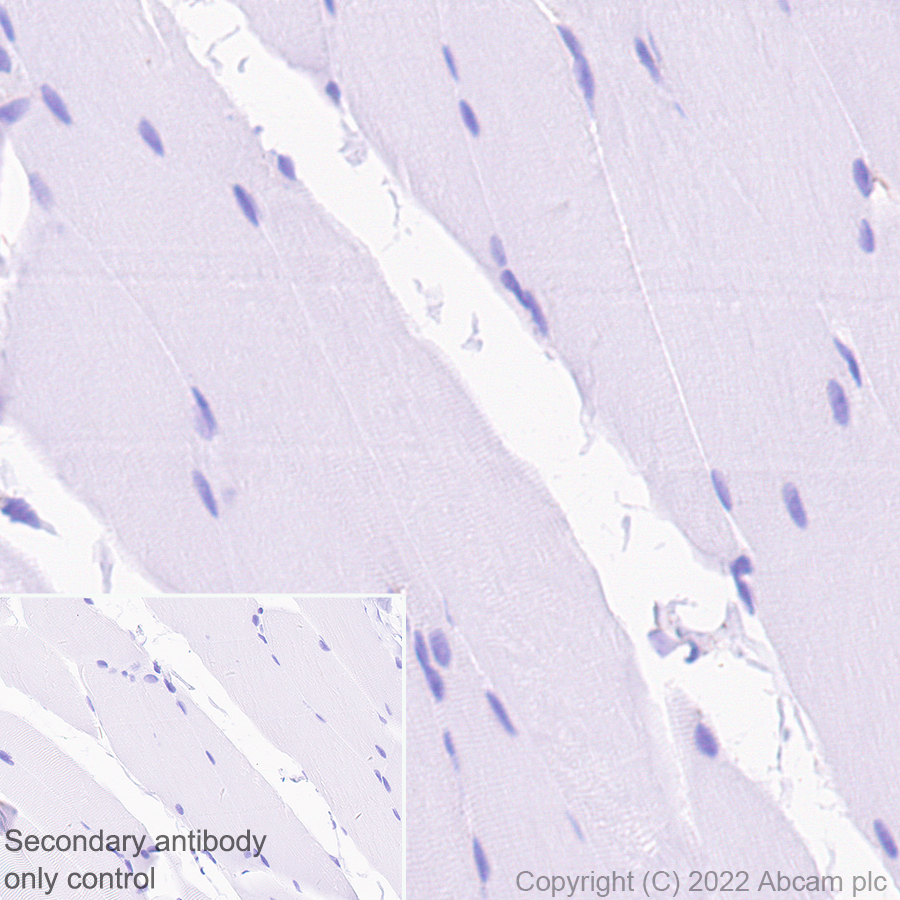Immunohistochemistry - Anti-MAP1B antibody [EPR27225-25] - BSA and Azide free (AB307287), expandable thumbnail