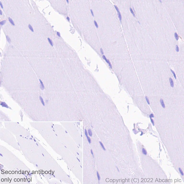 Immunohistochemistry - Anti-MAP1B antibody [EPR27225-25] - BSA and Azide free (AB307287)