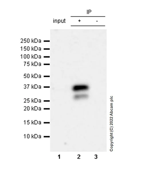 Immunoprecipitation - Anti-MAP1B antibody [EPR27225-25] - BSA and Azide free (AB307287)