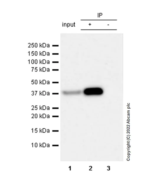Immunoprecipitation - Anti-MAP1B antibody [EPR27225-25] - BSA and Azide free (AB307287)