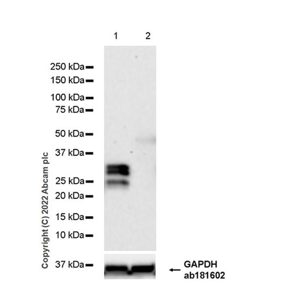 Western blot - Anti-MAP1B antibody [EPR27225-25] - BSA and Azide free (AB307287), expandable thumbnail
