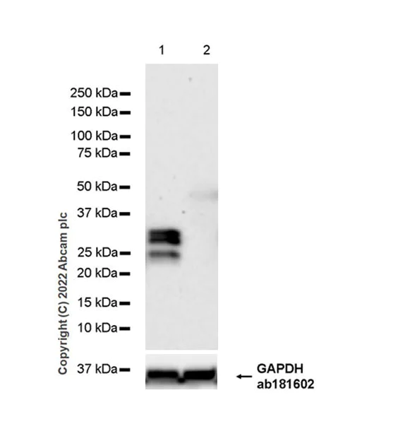 Western blot - Anti-MAP1B antibody [EPR27225-25] - BSA and Azide free (AB307287)
