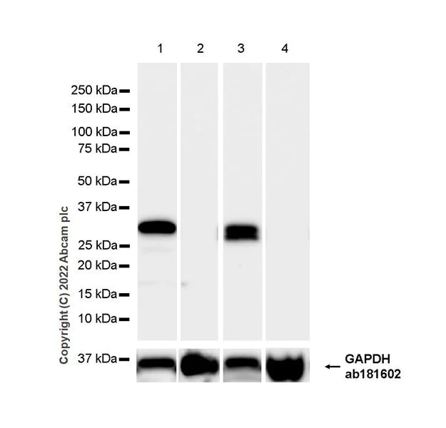 Western blot - Anti-MAP1B antibody [EPR27225-25] - BSA and Azide free (AB307287)