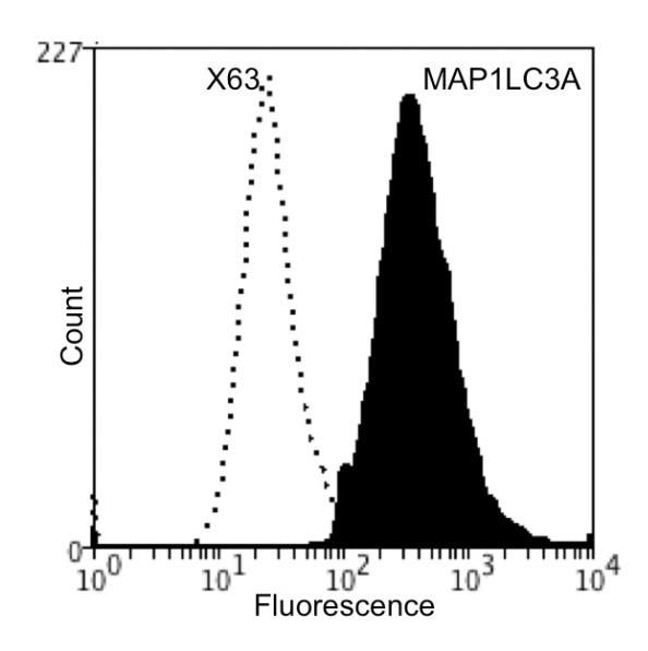 Flow Cytometry (Intracellular) - Anti-MAP1LC3A antibody [BS405] (AB244210), expandable thumbnail