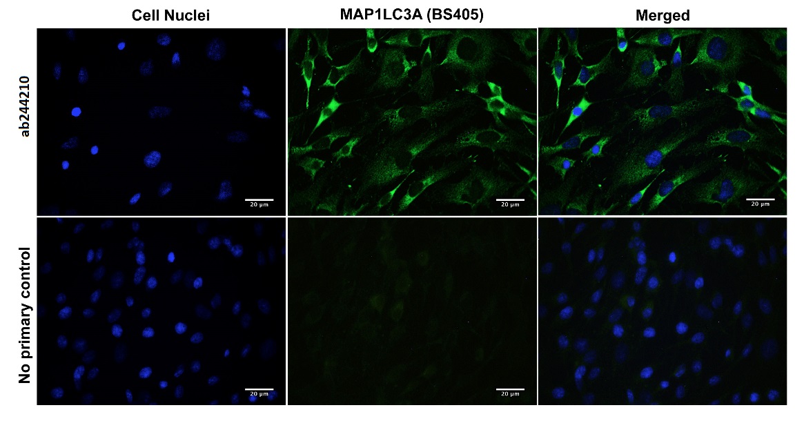 Immunocytochemistry/ Immunofluorescence - Anti-MAP1LC3A antibody [BS405] - Autophagosome Marker (AB244210), expandable thumbnail