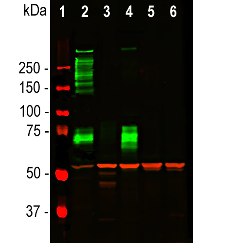 Western blot - Anti-MAP2 antibody [2C4] - Neuronal Marker (AB315201)