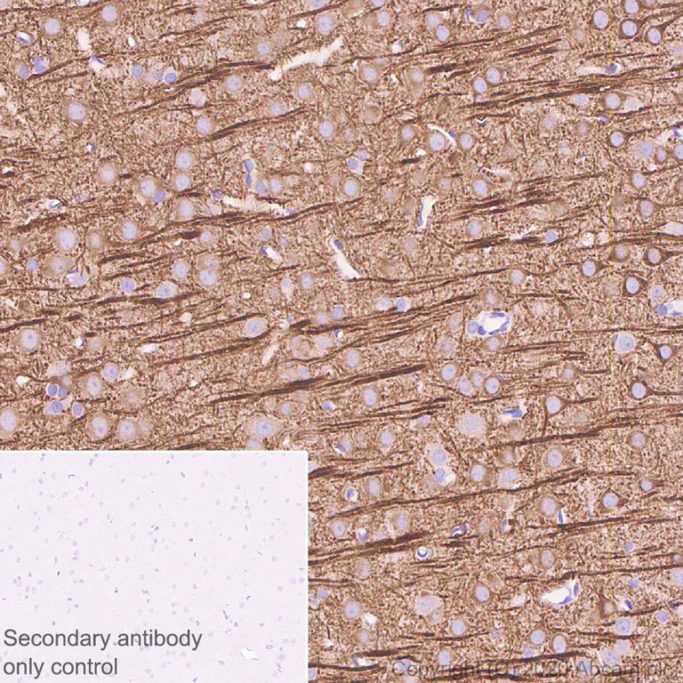Immunohistochemistry (Formalin/PFA-fixed paraffin-embedded sections) - Anti-MAP2 antibody [AA5] - BSA and Azide free (AB255895)