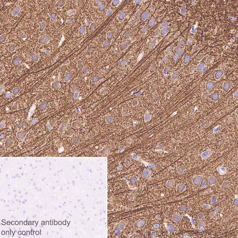 Immunohistochemistry (Formalin/PFA-fixed paraffin-embedded sections) - Anti-MAP2 antibody [AA5] - BSA and Azide free (AB255895)