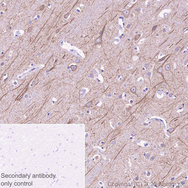 Immunohistochemistry (Formalin/PFA-fixed paraffin-embedded sections) - Anti-MAP2 antibody [AA5] - BSA and Azide free (AB255895)