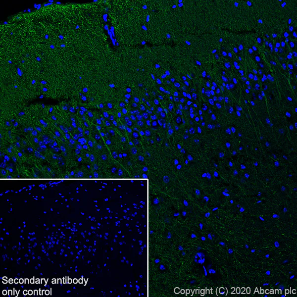 Immunohistochemistry (Frozen sections) - Anti-MAP2 antibody [AA5] - BSA and Azide free (AB255895)