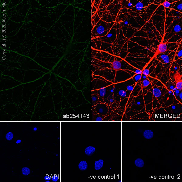 Immunocytochemistry/ Immunofluorescence - Anti-MAP2 antibody [AA5] - Neuronal Marker (AB254143)