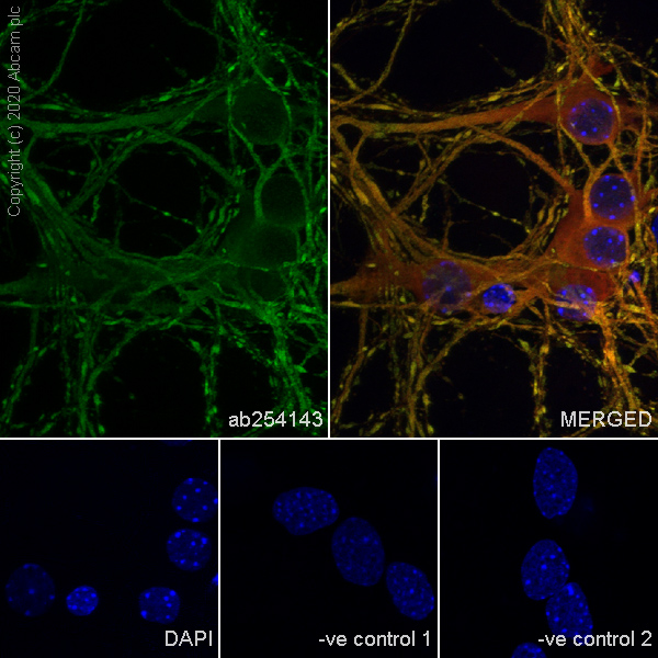 Immunocytochemistry/ Immunofluorescence - Anti-MAP2 antibody [AA5] (ab254143), expandable thumbnail