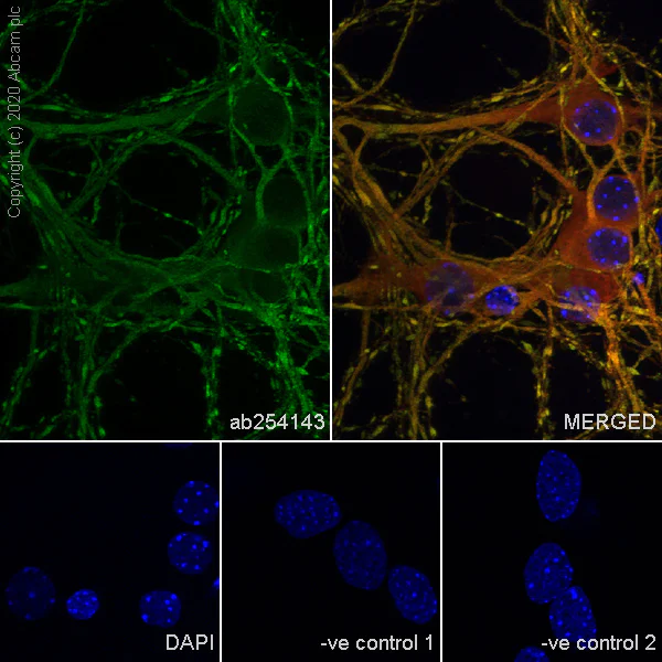 Immunocytochemistry/ Immunofluorescence - Anti-MAP2 antibody [AA5] - Neuronal Marker (AB254143)