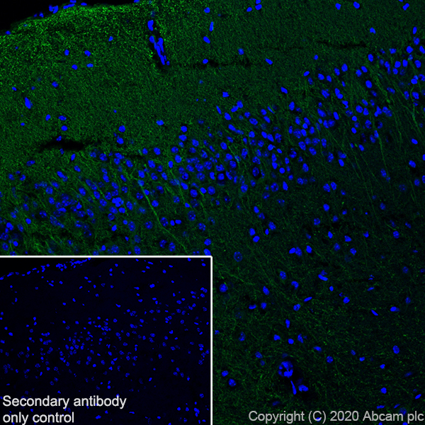Immunohistochemistry (Frozen sections) - Anti-MAP2 antibody [AA5] (AB254143), expandable thumbnail