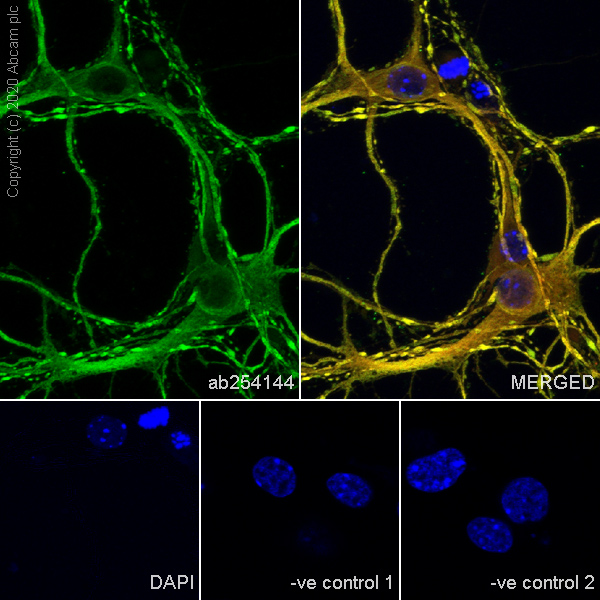 Immunocytochemistry/ Immunofluorescence - Anti-MAP2 antibody [AA6] - Neuronal Marker (AB254144), expandable thumbnail
