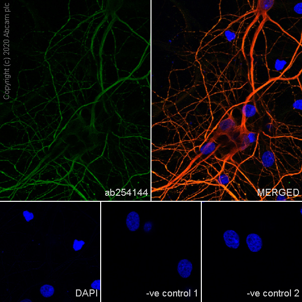 Immunocytochemistry/ Immunofluorescence - Anti-MAP2 antibody [AA6] - Neuronal Marker (AB254144), expandable thumbnail