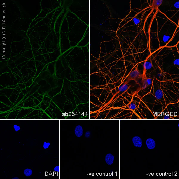 Immunocytochemistry/ Immunofluorescence - Anti-MAP2 antibody [AA6] - Neuronal Marker (AB254144)